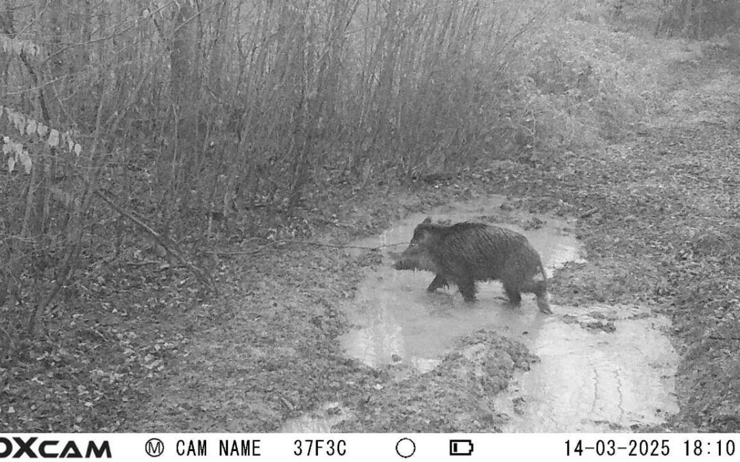 POZVÁNKA Les po setmění