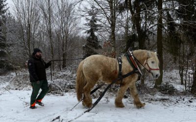 Furman / Forman / Kočí