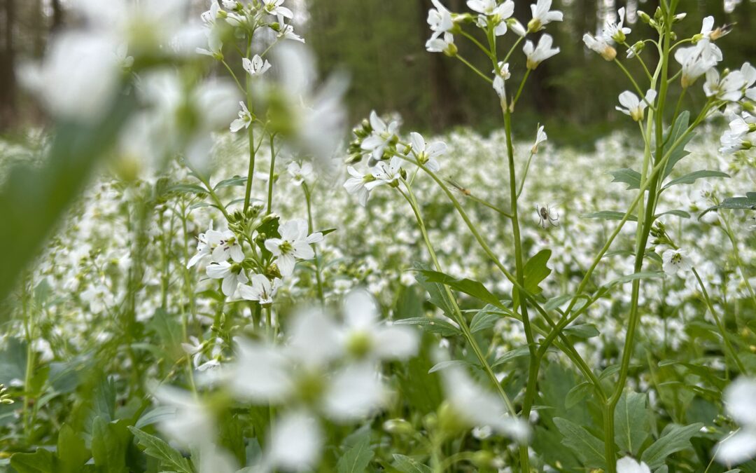 Les na talíři POZVÁNKA