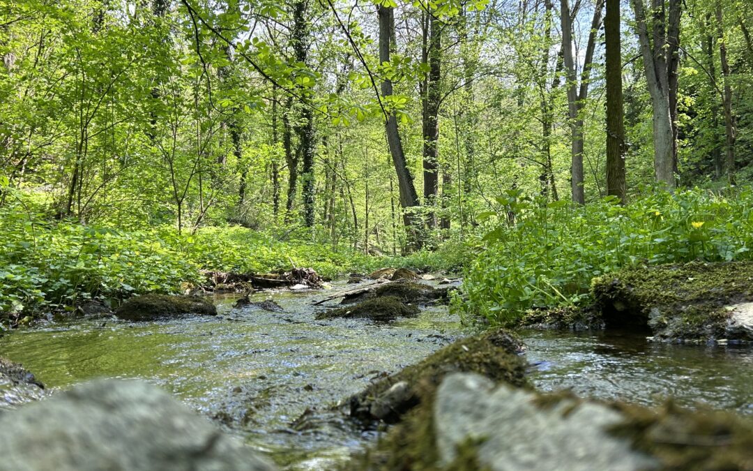 POZVÁNKA Tajemství Gránického potoka, aneb život pod hladinou