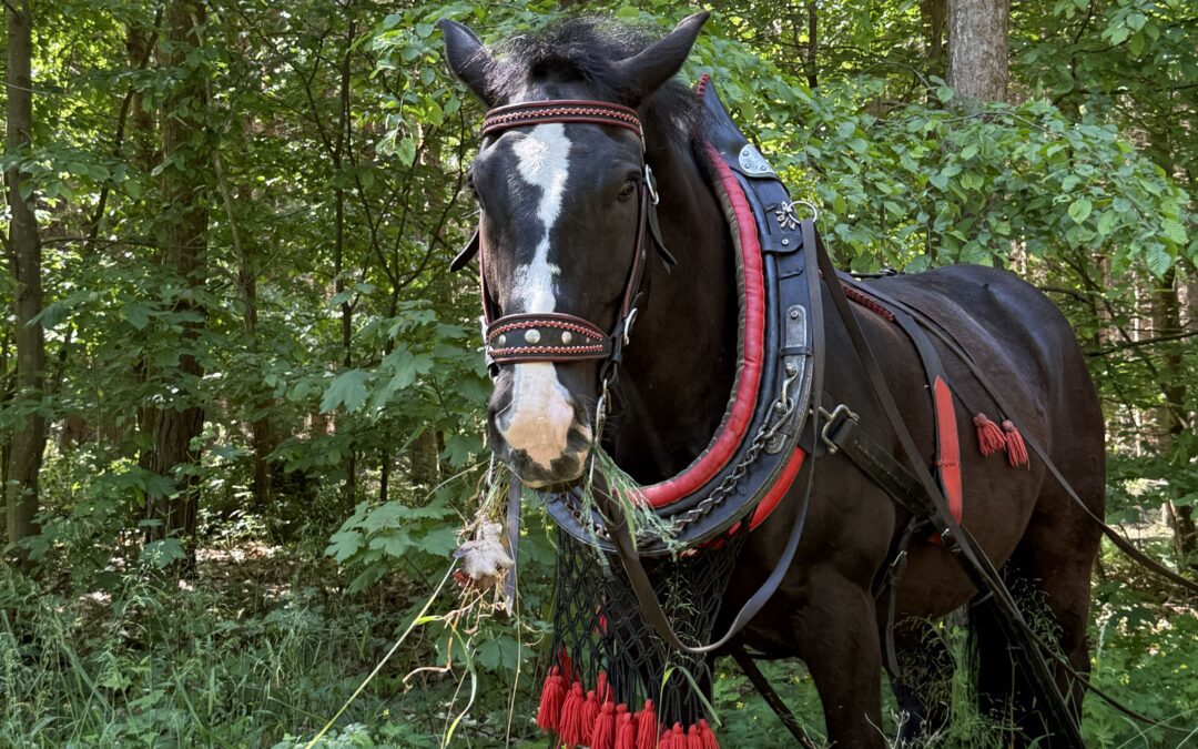 Den otevřených lesů FOTOREPORT