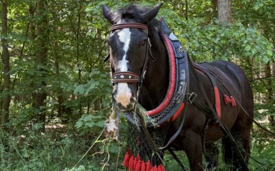 Den otevřených lesů FOTOREPORT